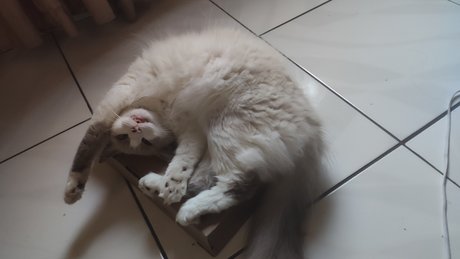 Grobin new onlyfans leaks