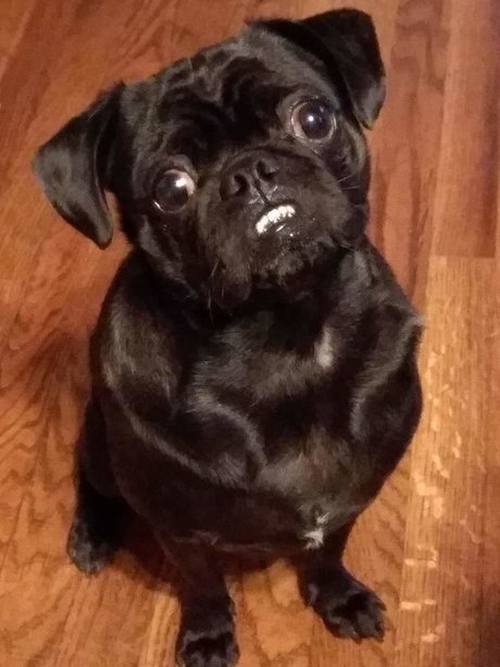 Pug n Company feet onlyfans