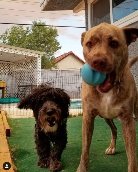 TwoPerritosLocos onlyfans sextape