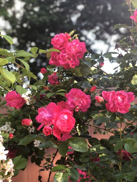 Broseph onlyfans leams