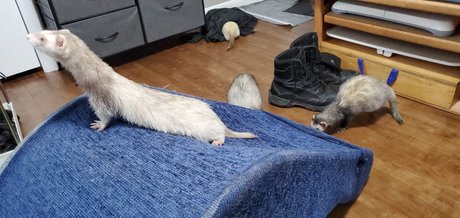 Ferret Fuzz Butts leaked onlyfans photos