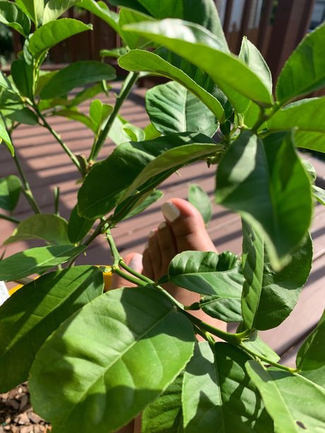 Lyn Red leaked nude onlyfans