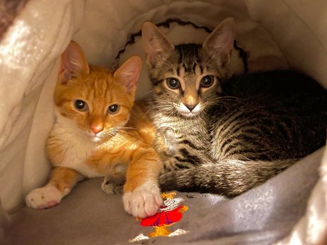 Justin Smith onlyfans porn leaked