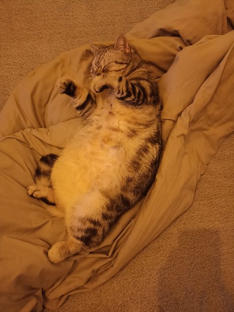 Ukrainian Cat Luchik only fans sex