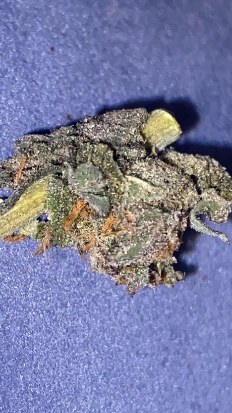 Memento Mori leaked onlyfans pictures