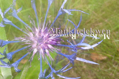 Mankhelekwen nude onlyfans leaked