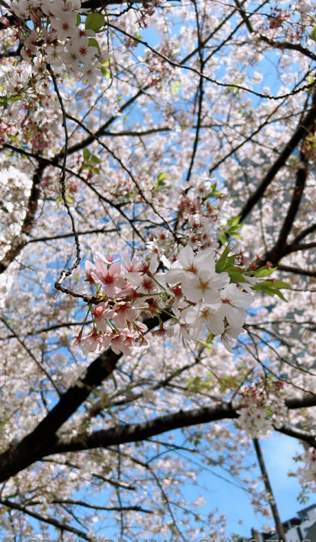 farrahabraham only fans review