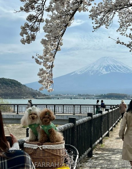 farrahabraham onlyfans leaked.