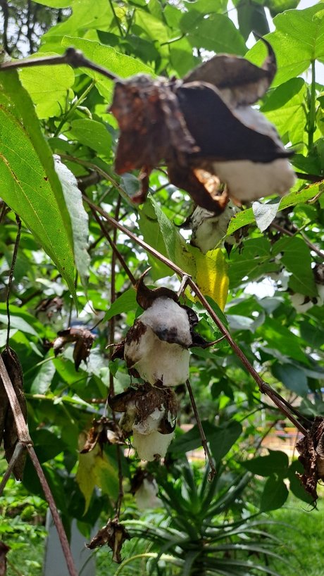 Ocel9ttygirl onlyfans sex leaked