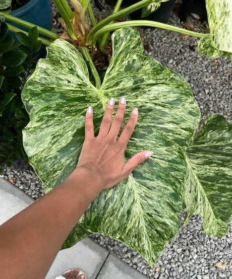 Plantbae onlyfans porno