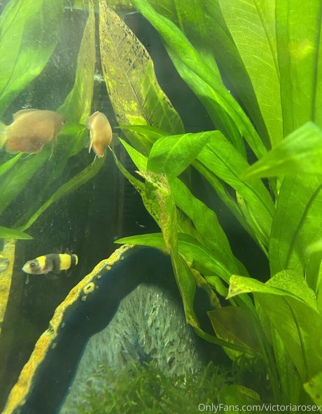 buffbandittfree only fans xxx