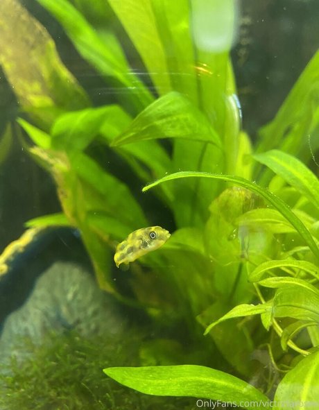 buffbandittfree onlyfans model