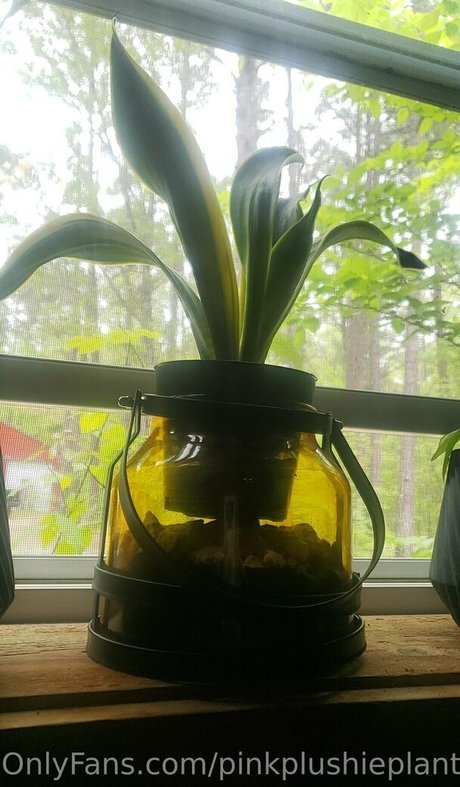 pinkplushieplants leaked nudes onlyfans