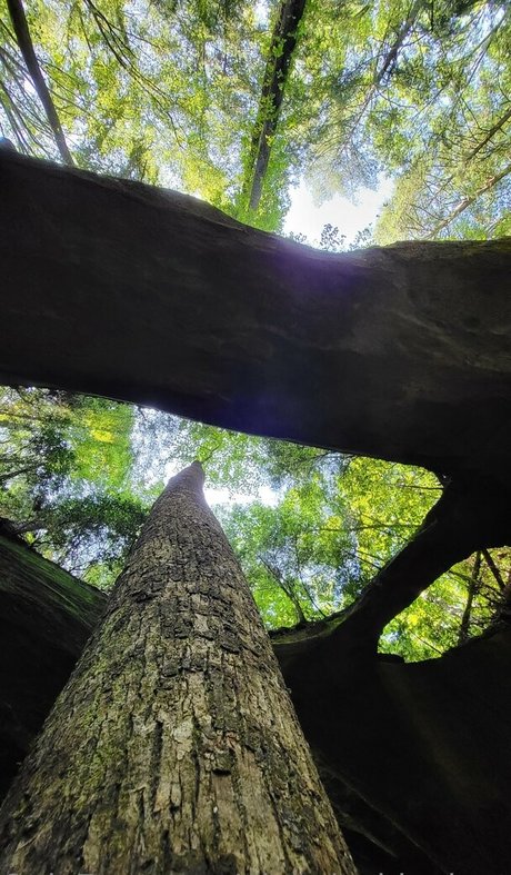 pinkplushieplants onlyfans posts