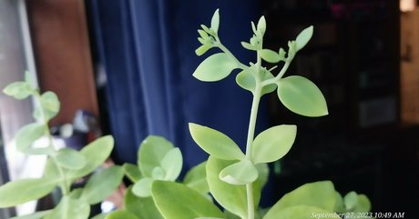 pinkplushieplants only fans photos