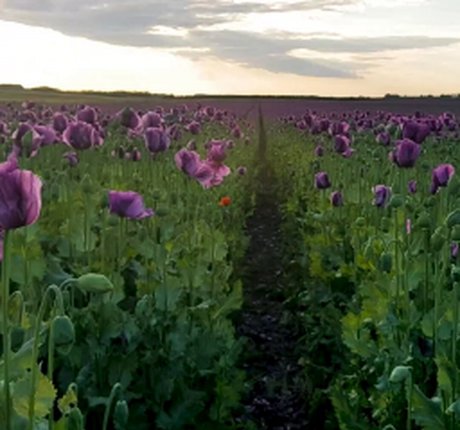 Violet Denier onlyfans model