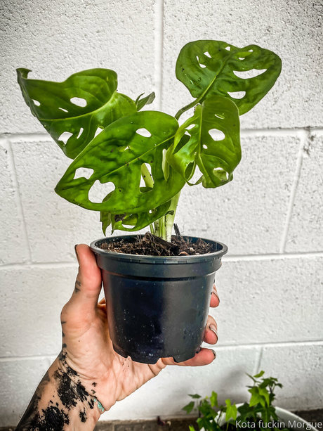 kota morgue nude leaks onlyfans