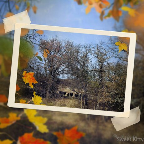 Sweetkitty777 leaked naked onlyfans