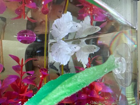 Gracie Hart onlyfans xxx