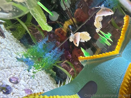 Gracie Hart nude leaked onlyfans