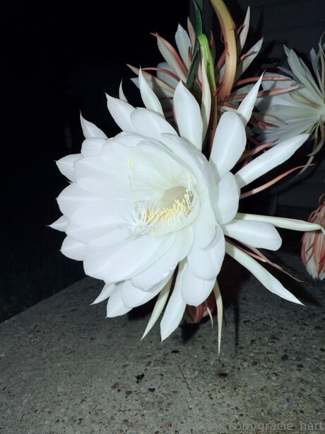 Gracie Hart onlyfans porn