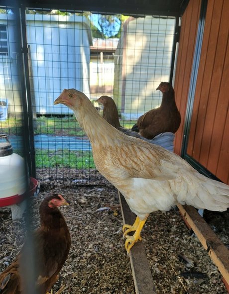 deealice nudes onlyfans leak