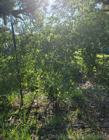 deealice is on onlyfans