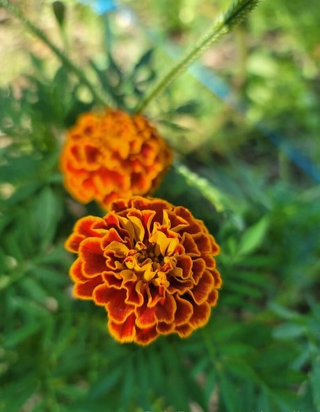 deealice onlyfans leaks