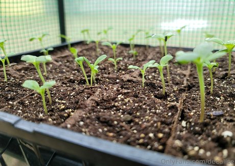 deealice only fans porn