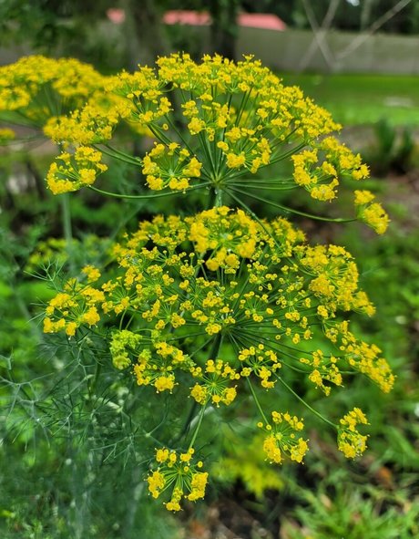 deealice only fans naked