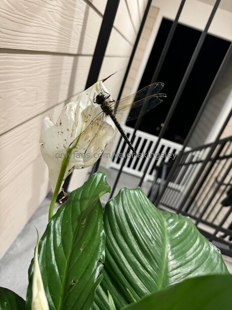 Valeriekingsley onlyfans full