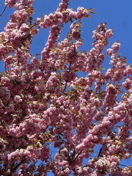 Sarahmoonsg onlyfans nude pictures