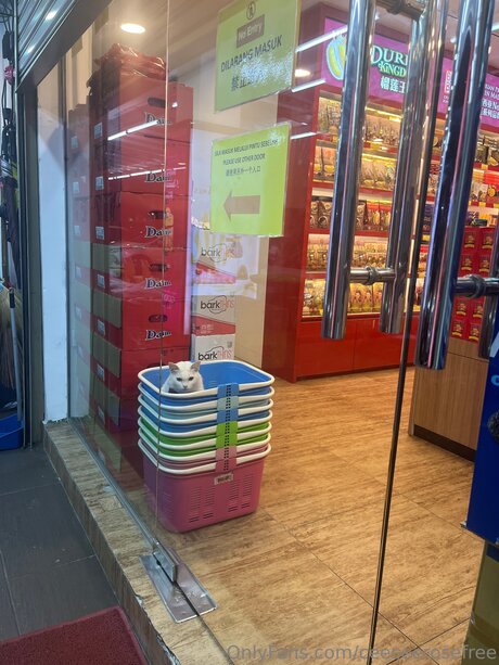 Ceeceerosefree free onlyfans porn