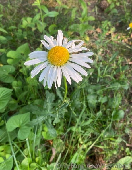 rukiabrat onlyfans leaks.