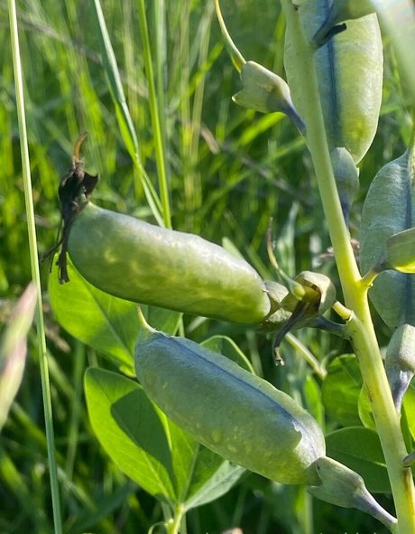 rukiabrat onlyfans leaks naked