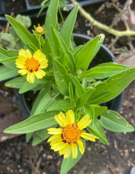 rukiabrat onlyfans free