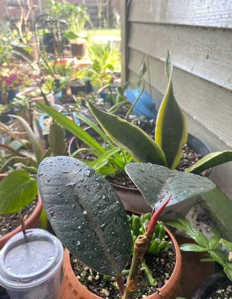 rukiabrat sex tape onlyfans