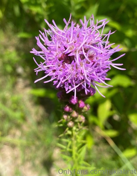 rukiabrat nude only fans leaks