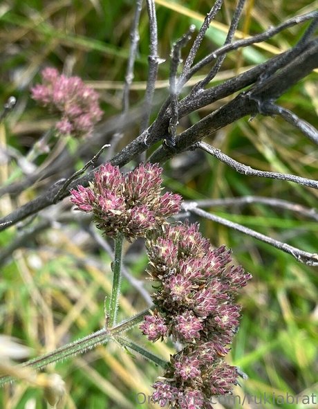 rukiabrat Profile image