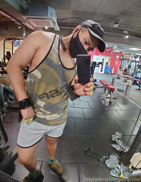 largedogcollar Profile image