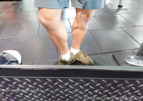 largedogcollar onlyfans desnuda