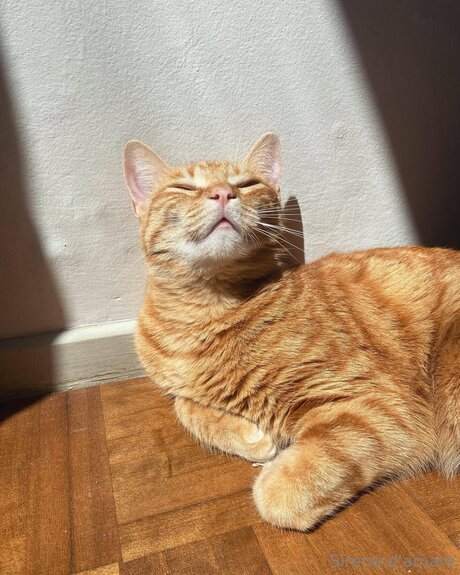 Sirenadamare onlyfans nude porn