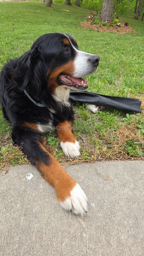 Chubbybrat69vip onlyfans leaked pictures