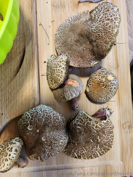 Samanthajolie onlyfans leak sex