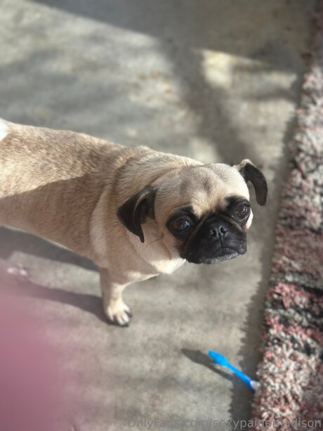 Sexypaigemadison onlyfans joi