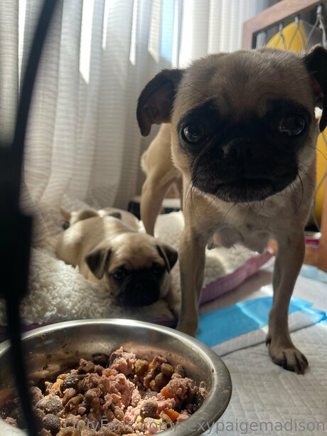 Sexypaigemadison leaked onlyfans