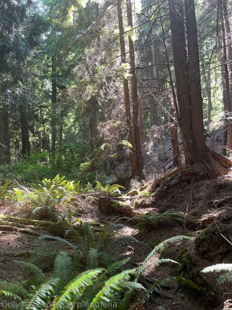 Offgridamelia onlyfans leaka