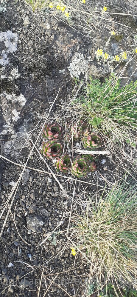 Enjoy Body And Foot only fans naked