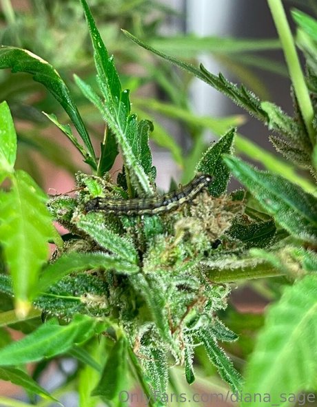 more than palnts nude onlyfans porn