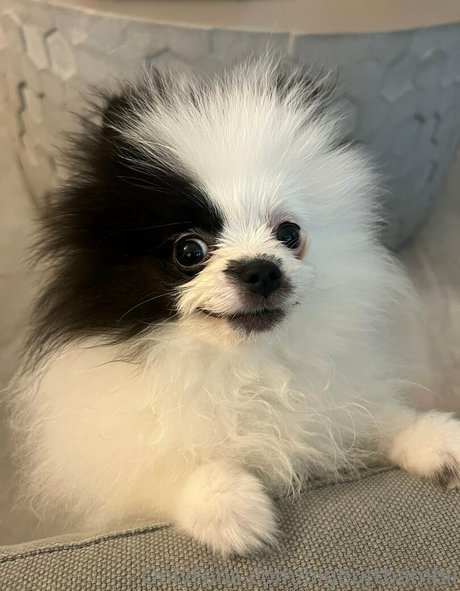 bigbuttbambii onlyfans content type